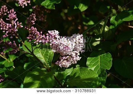 Lilac Flowers And Green Leaves In Spring On Garden. Close-up
