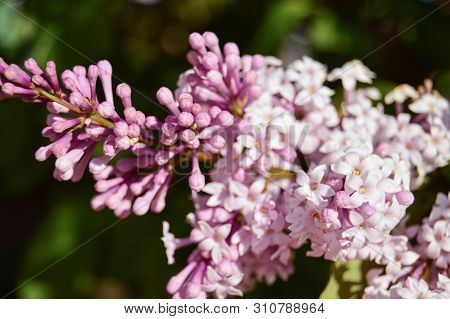Lilac Flowers On Green Background In Spring. Spring. Blossoming. Close-up