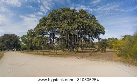Large Oak In The Meadow Of Boadilla. Madrid