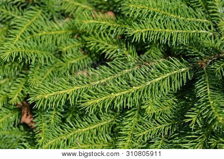 Nidiformis Norway Spruce - Latin Name - Picea Abies Nidiformis
