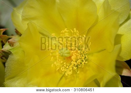 Barbary Fig Yellow Flower Close Up - Latin Name - Opuntia Monacantha (opuntia Vulgaris)