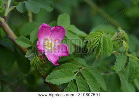 Pink Alpine Rose Flower - Latin Name - Rosa Pendulina