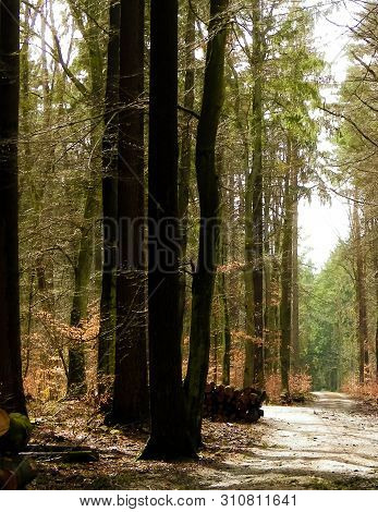 Springtime, Forest Awakens Again After The Winter Break. The Spring Sun Breaks Through The Trees On 