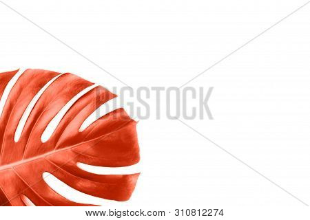 Coral Tropical Jungle Monstera Leaf Isolated On White Background. Flat Lay Style.
