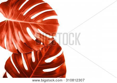 Coral Tropical Jungle Monstera Leaves Isolated On White Background. Flat Lay Style.
