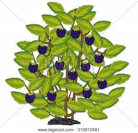 Vector Illustration Of The Ripe Berry Blackberry On Bush