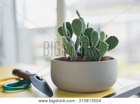 Opuntia Or Bunny Ears Cactus In A Gray Ceramic Pot, Opuntia Microdasys (lehm.) Lehm. Ex Pfeiff. Bunn