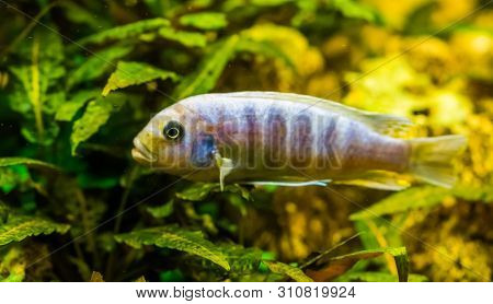 Colorful Lake Malawi Cichlid In Closeup, Tropical And Popular Aquarium Pet From Africa