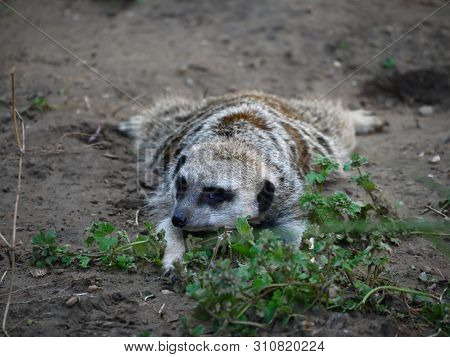 Meerkat Lying On Its Stomack On The Ground