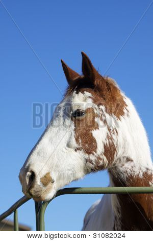 Pferd-Seite-Portrait