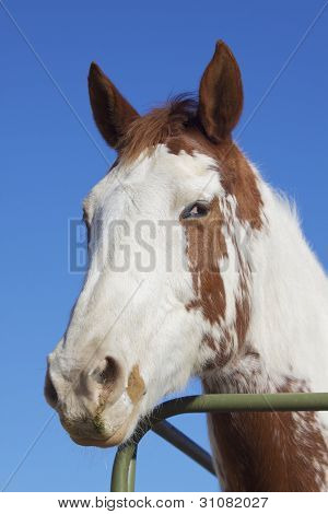 Pferd Portrait
