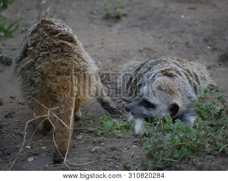 Two Meerkats Lying On Its Stomack On The Ground, Playful Expression