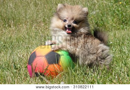 Pomeranian puppy small dog plays with ball