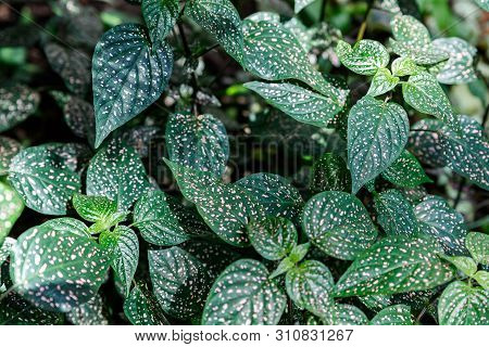 Hypoestes Phyllostachya With Pink Spotted Leaves, Polka Dot Plant