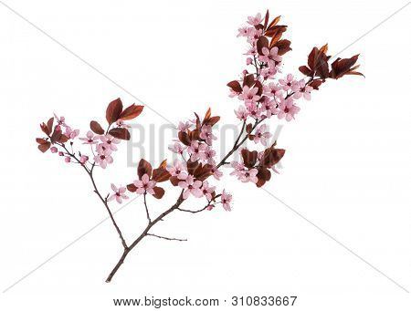 Blossoming branch with pink Cherry blossom flowers. Single spring tree branch with flowers and buds, isolated on white background. Stick tree branch from nature for design.