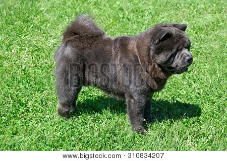 Cute Chow Chow Is Standing On A Green Meadow. Pet Animals.