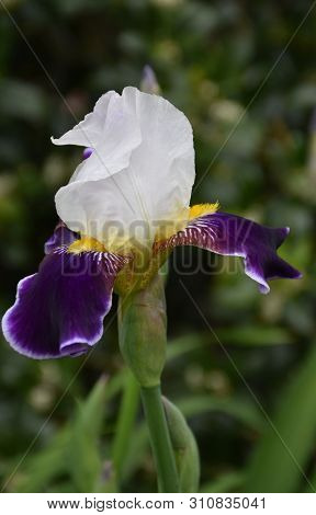 Up Close Look At A Flowering Bearded Iris Flower Blossom.