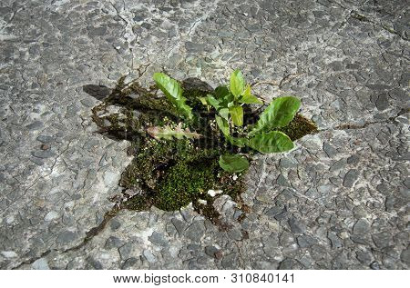 Life Triumphs. Plants Make Their Way Through The Stone In The City
