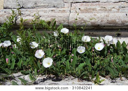 Ivy At The Foot Of The Old Wall. Fragrant Flower On An Old Stone