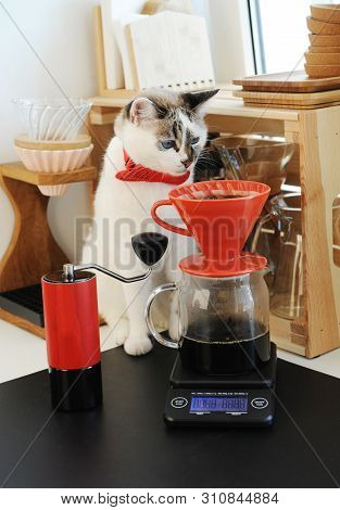 Cute White Blue-eyed Cat Barista In Bow Tie Brewing Pourover Coffee. Red V60 Dripper And Handgrinder