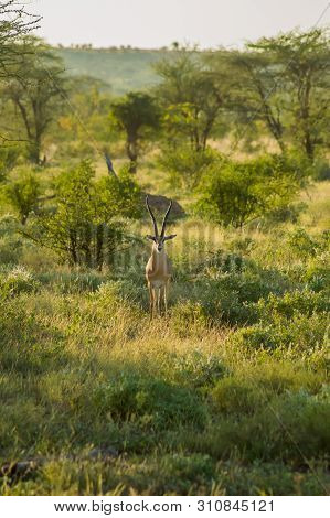 Young Female Antelope In The Savannah Of Samburu Park In Central Kenya ,samburu National Reserve, Ke