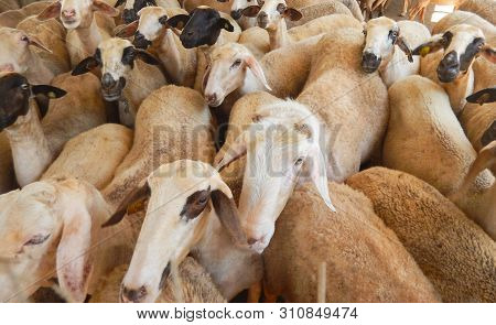 Sheep Farm For The Production Of Milk