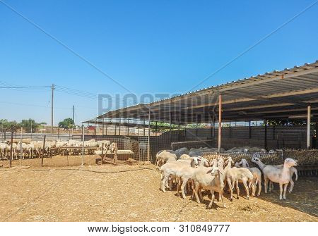 Sheep Farm For The Production Of Milk