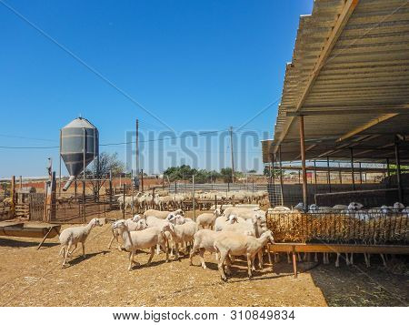 Sheep Farm For The Production Of Milk
