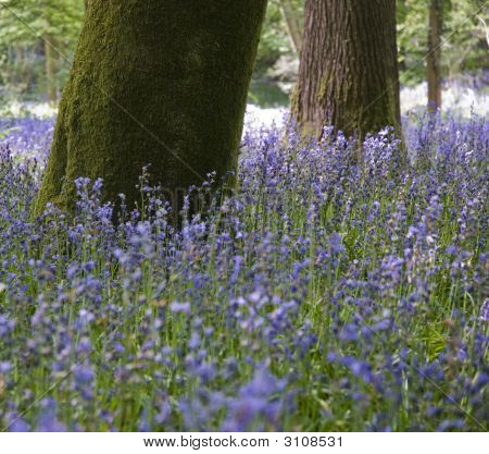 Bluebell Woods