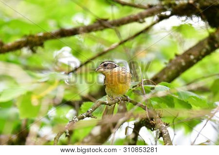 A Closeup Of Black-headed Grosbeak.   Female    Burnaby Lake Bc Canada