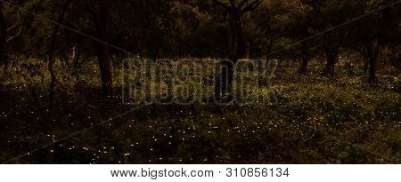 Background Nature Firefly Flying In Forest At Dusk, Prachin Buri, Thailand