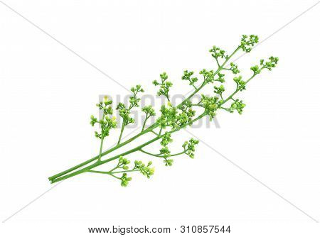 Medicinal Neem Blossom Isoleted On White Background