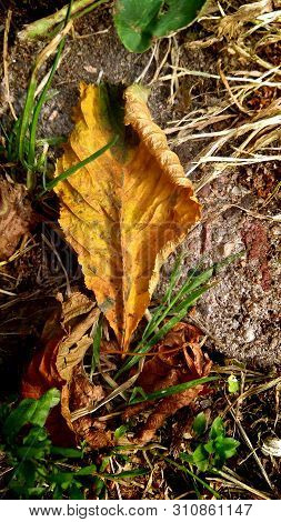 Yellow Autumn Lonely Golden Dry Chestnut Leaf On The Ground