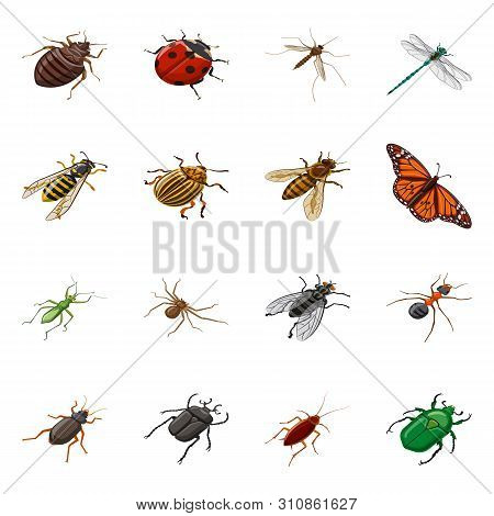 Vector Illustration Of Insect And Fly Icon. Collection Of Insect And Entomology Vector Icon For Stoc