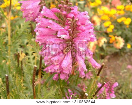 Harvestman On A Pink Flower In The Garden