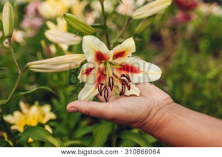 Senior Woman Holding Fresh Lily Flower In Garden. Middle-aged Gardener Taking Care Of Lilies. Garden