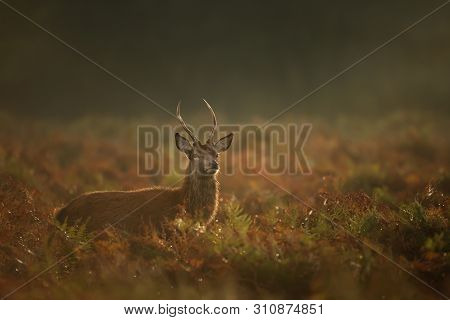 Young Red Deer (cervus Elaphus) Stag During Rutting Season On A Misty Morning, Uk.