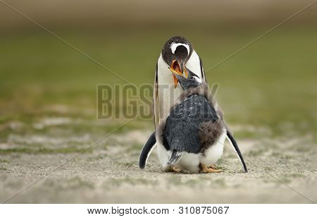 Gentoo Penguin Feeding A Molting Chick With Regurgitated Food, Falkland Islands.