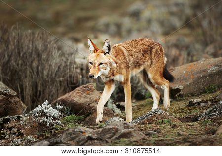 Close Up Of A Rare And Endangered Ethiopian Wolf (canis Simensis) In Bale Mountains, Ethiopia.