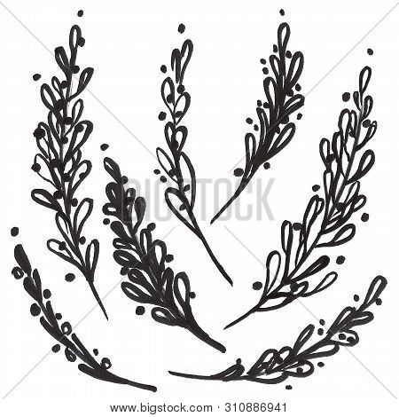 Set Of Ink Drawing Wild Plants,  Monochrome Artistic Botanical Illustration, Isolated Flon White Han