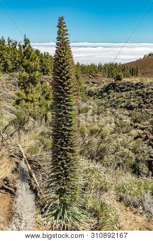 Blooming Endemic Beautiful Flower Tajinaste Rojo -echium Wildpretii- And Few Bees Flying Around. Spr