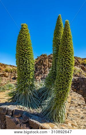 Giant Overblown Endemic Beautiful Flower Tajinaste Rojo -echium Wildpretii- And Few Bees Flying Arou