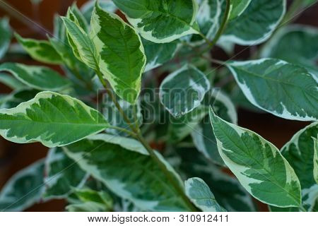 Ornamental Shrub Derain White And Golden Elegantissima Or Cornus Alba. Soft And Selective Focus. Bri