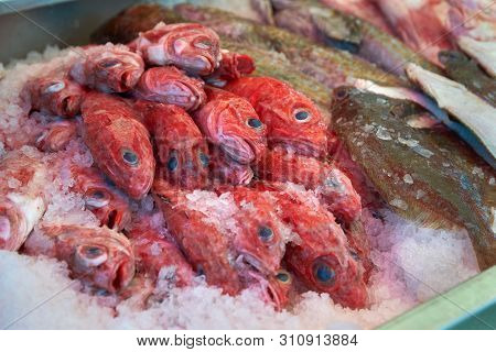 Yelloweye Rockfish. Fresh Yelloweye Rockfish For Sale At The Dock.