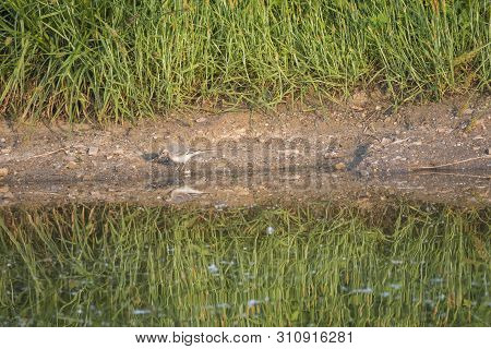 Female White Wagtail Motacilla Alba Standing On Shore Of Water Pond With Green Grass Reeds, With Wat