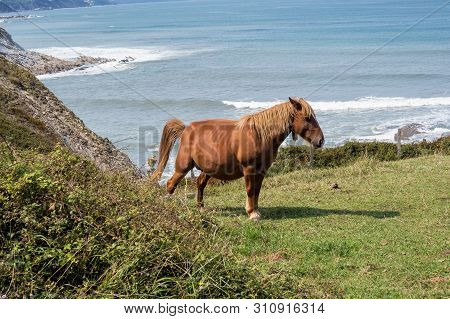 Horses Pasturing Layers Of Flysch In Low Tide, Zumaia, Playa De Sakoneta, Basque Country, Spain