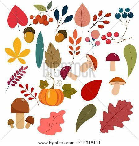 Set Of Autunm Leaves, Berries, Mushrooms, Pumpkin. Flat Cartoon Elements For Your Design.