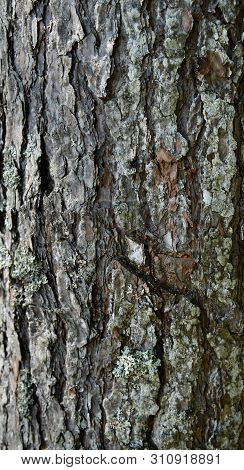 Tree Barktexture Background Pattern. Relief Texture Of The Brown Bark Of A Tree With Moss On It. Ver