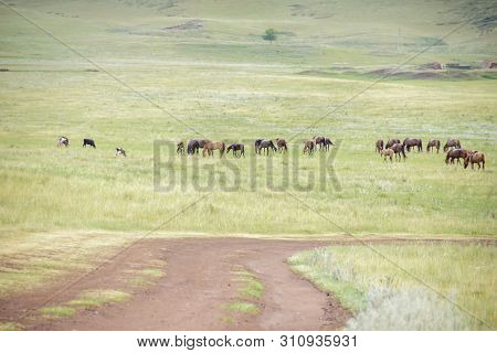 Herd Of Horses On Rural Road. Horse Farm Pasture With Mare And Foal. Summer Day Landscape.