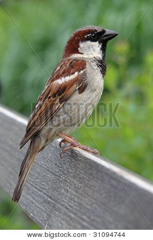 Wróbel (passer Domesticus)
